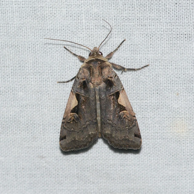 Xestia c-nigrum - c-betűs fűbagoly