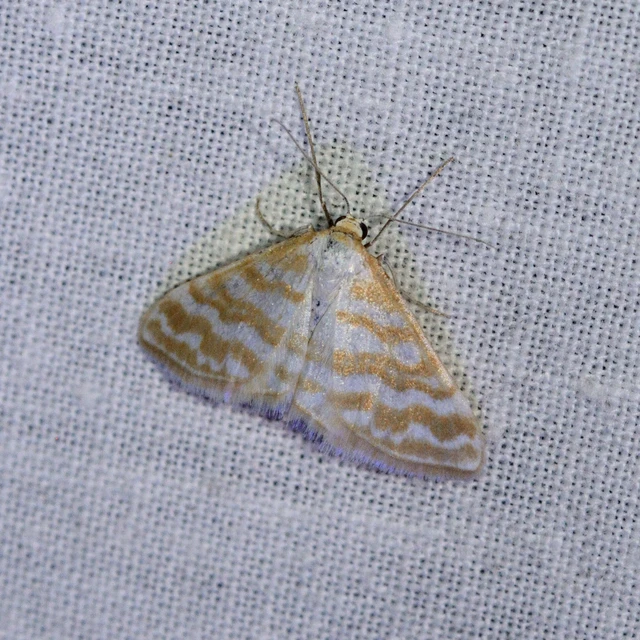 Idaea sericeata - selymes sávosaraszoló