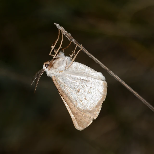 Dyscia conspersaria - sziklaüröm-araszoló