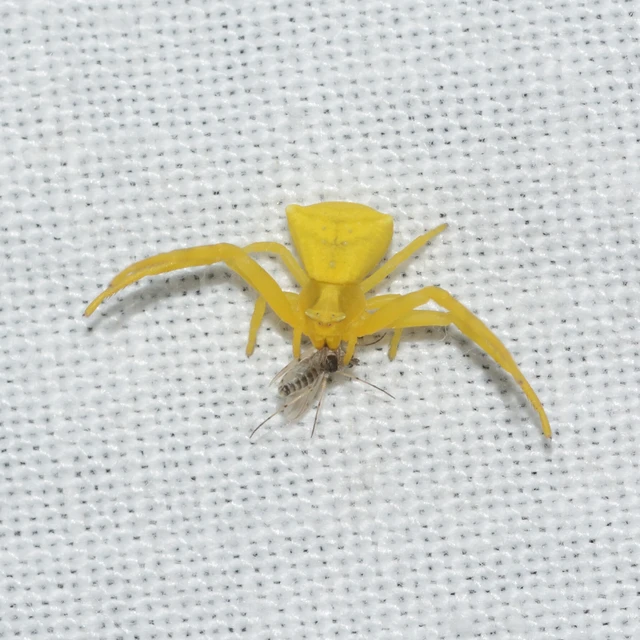 Thomisus onustus - fehér karolópók