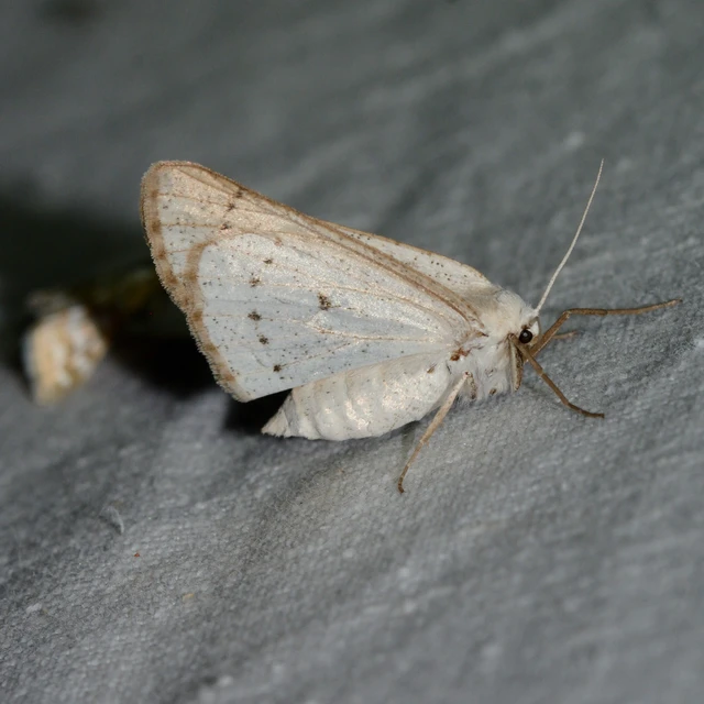Dyscia conspersaria - sziklaüröm-araszoló