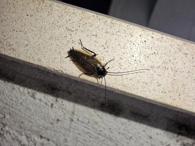 Blattodea - Csótányok Blattodea - Csótányok