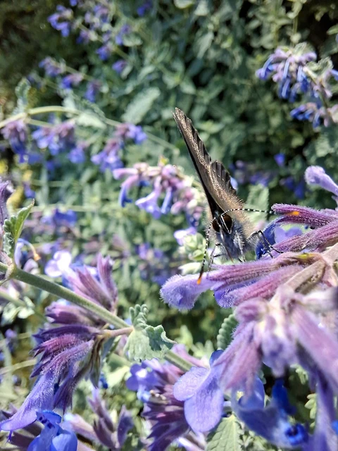 Satyrium ilicis - tölgyfa-csücsköslepke