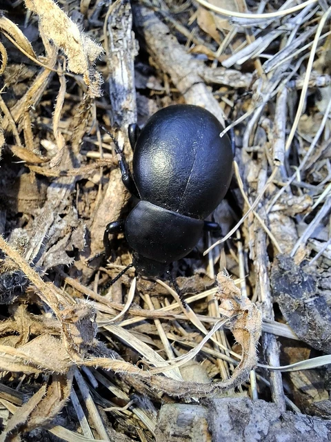 Gnaptor spinimanus - pohos gyászbogár
