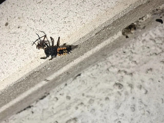 Harmonia axyridis - harlekinkatica