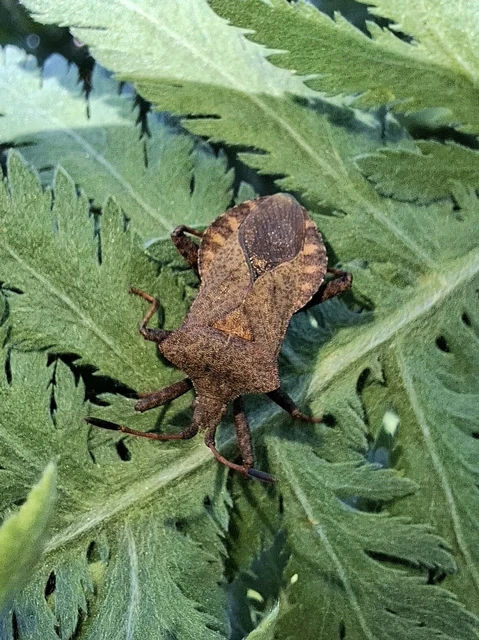 Coreus marginatus - közönséges karimáspoloska