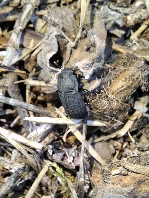 Opatrum sabulosum - sároshátú gyászbogár Opatrum sabulosum - sároshátú gyászbogár