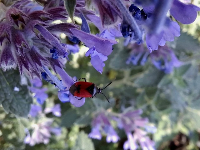 Deraeocoris rutilus - cinóber mezeipoloska
