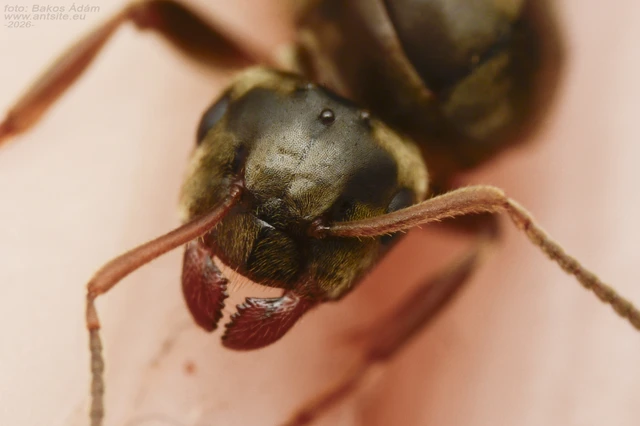 Lasius niger - közönséges feketehangya