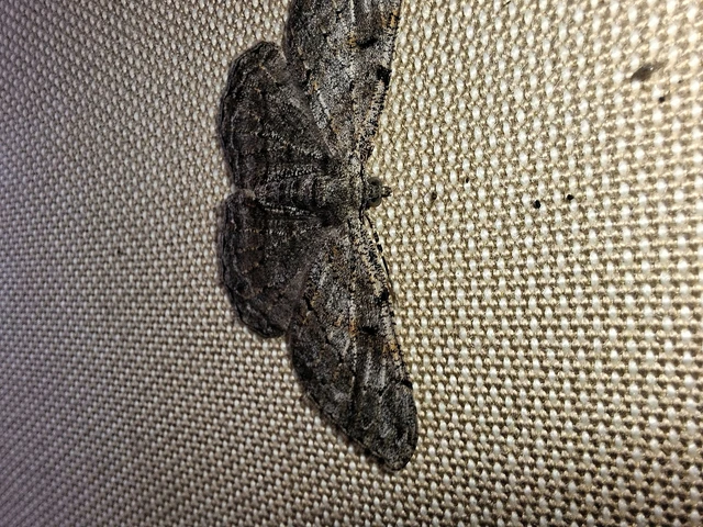 Peribatodes rhomboidaria - ékköves faaraszoló