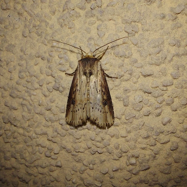 Axylia putris - vonalkás földibagoly
