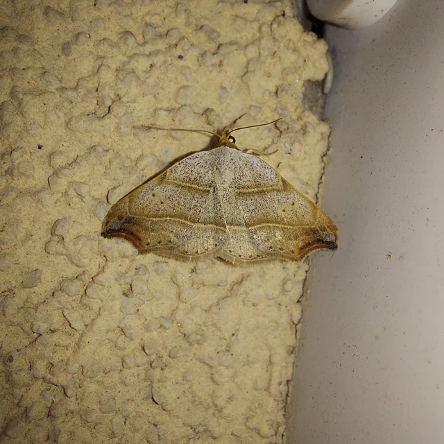 Laspeyria flexula - zuzmóbagoly