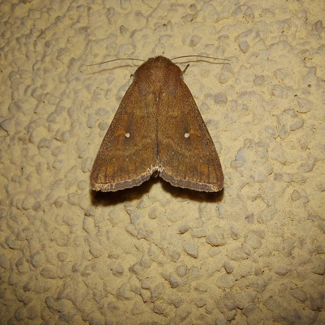 Mythimna albipuncta - fehérpettyes rétibagoly