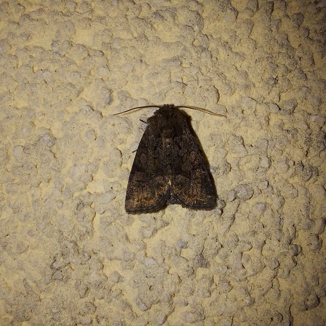 Oligia latruncula - fekete dudvabagoly