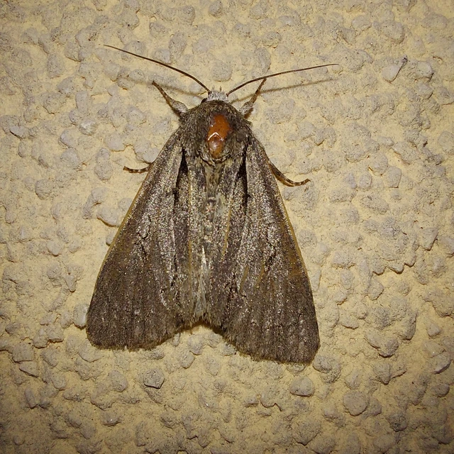 Acronicta cuspis/tridens/psi