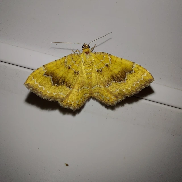 Camptogramma bilineata - kétvonalas sávosaraszoló