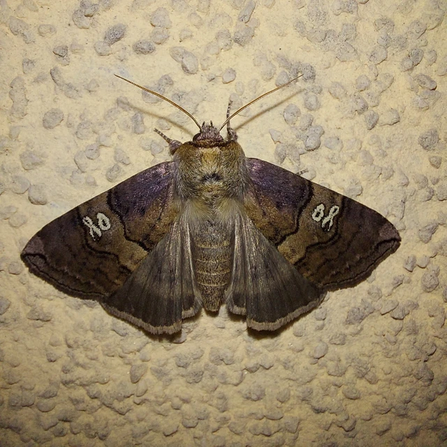 Tethea ocularis - pápaszemes pihésszövő