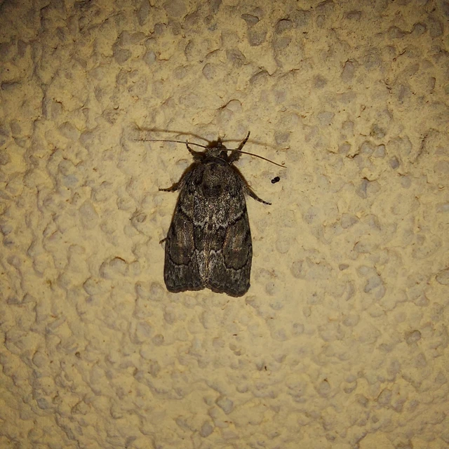 Cryphia fraudatricula - homoki zuzmóbagoly