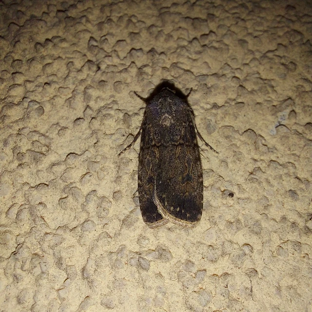 Agrotis segetum - vetési földibagoly