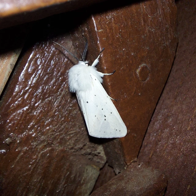 Spilosoma lubricipedum - tejszínű medvelepke