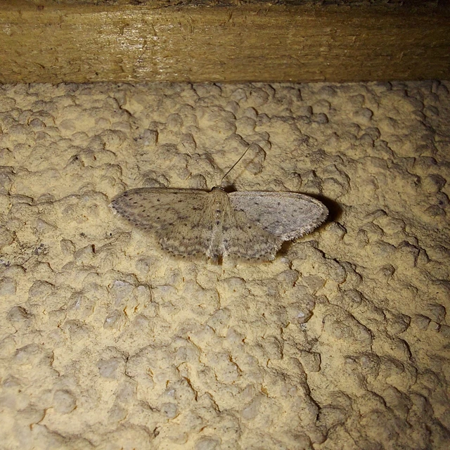 Idaea seriata - szürke apróaraszoló