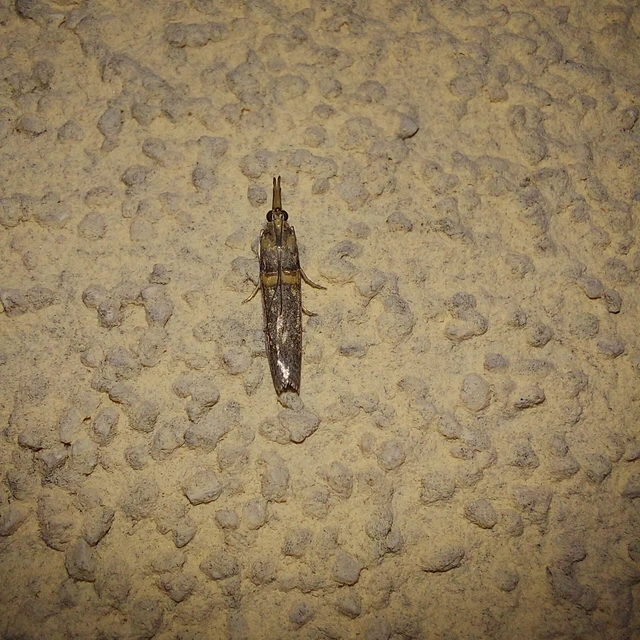 Etiella zinckenella - akácmoly