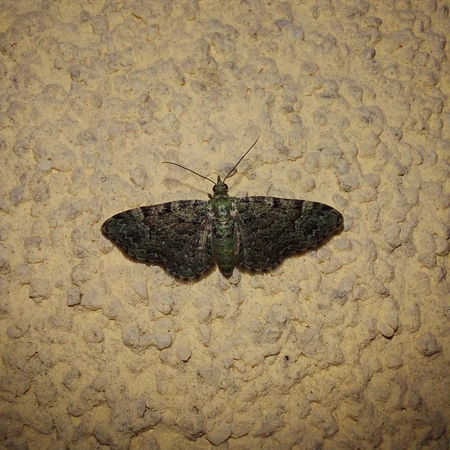 Pasiphila rectangulata - almavirág-araszoló