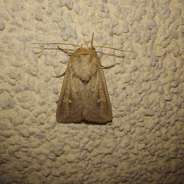 Mythimna albipuncta - fehérpettyes rétibagoly
