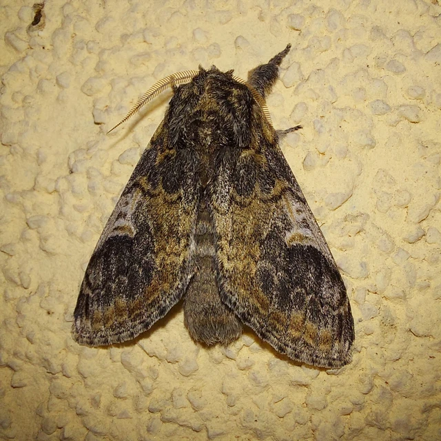 Notodonta tritophus - tarajos púposszövő