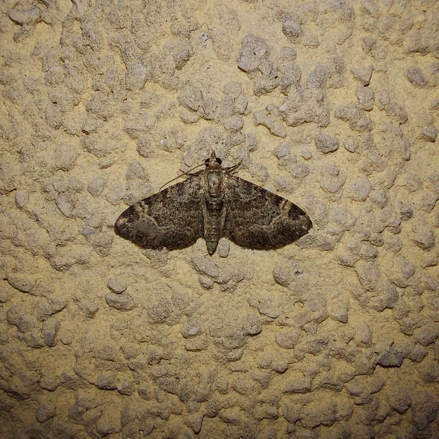 Pasiphila rectangulata - almavirág-araszoló
