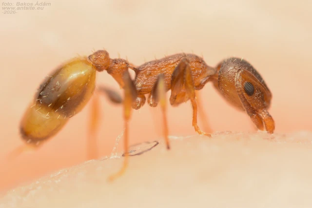 Temnothorax affinis - erdei kéreghangya