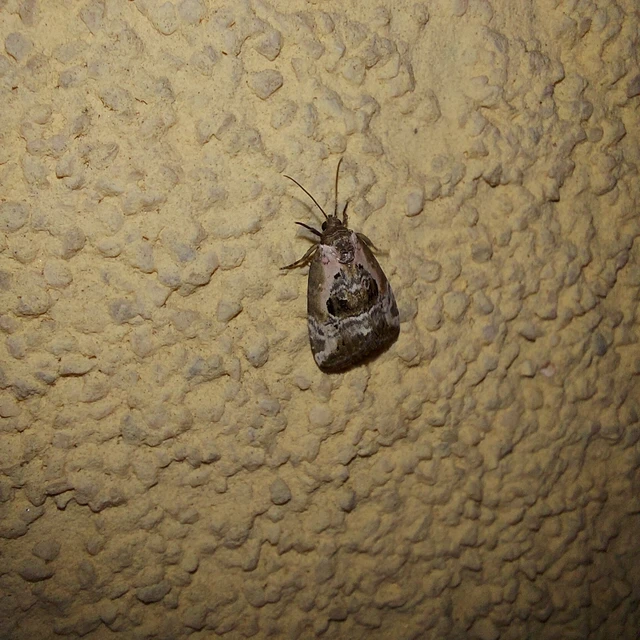 Hapalotis venustula - rózsaszínű mázasbagoly