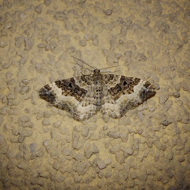 Epirrhoe alternata - galaj-tarkaaraszoló