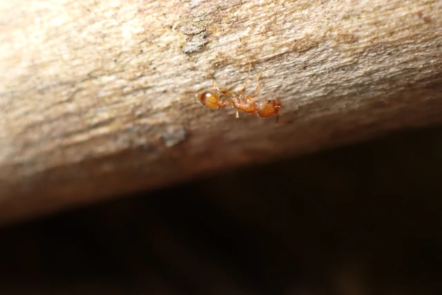 Temnothorax unifasciatus - gyűrűs kéreghangya
