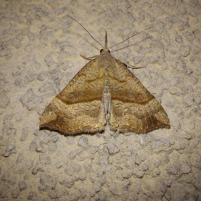Hypena proboscidalis - ormányos karcsúbagoly