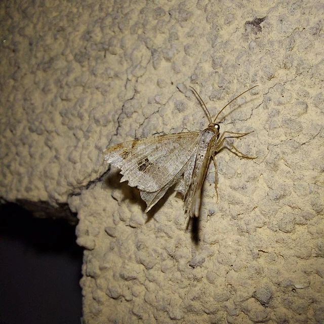 Macaria alternata - közönséges szürkearaszoló