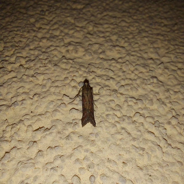 Ancylosis cinnamomella - fahéjszínű karcsúmoly