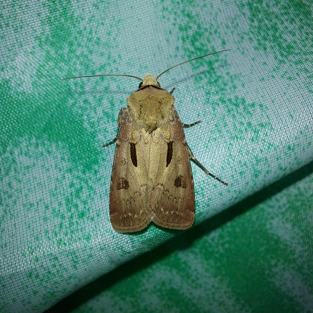 Agrotis exclamationis - felkiáltójeles földibagoly Agrotis exclamationis - felkiáltójeles földibagoly