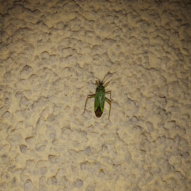 Mermitelocerus schmidtii