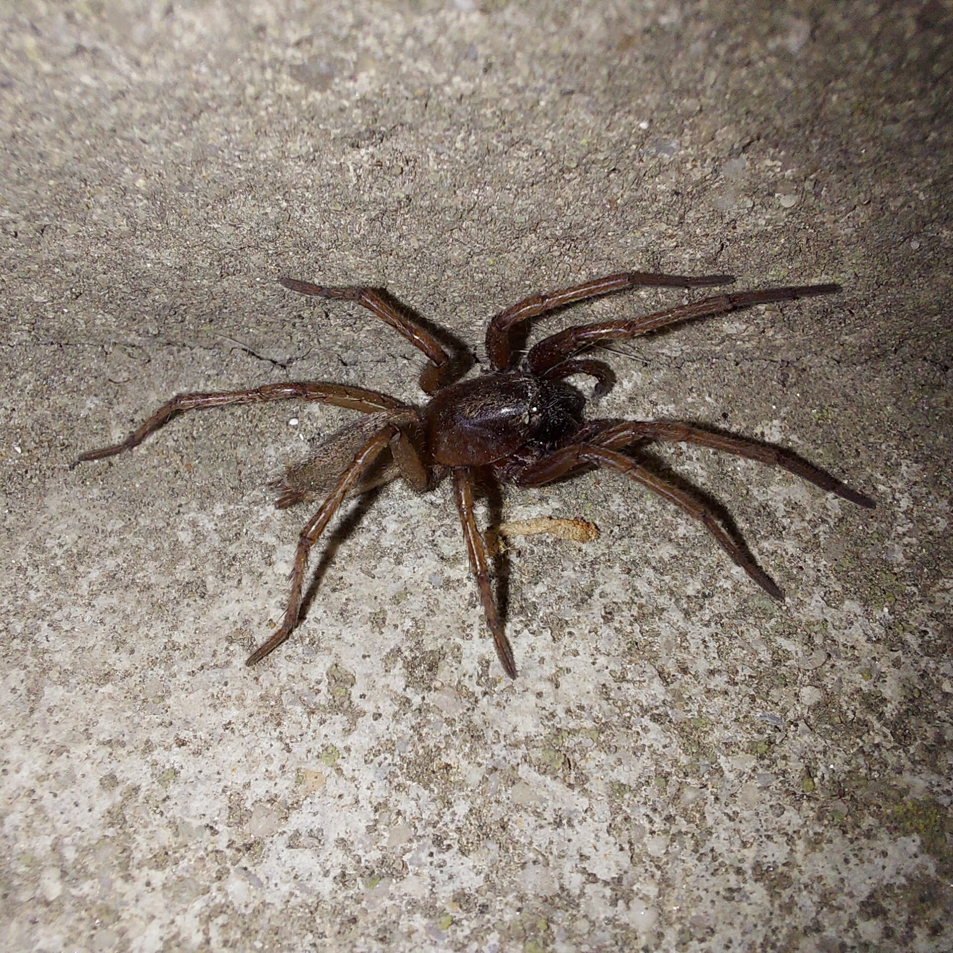 Drassodes/Drassodex