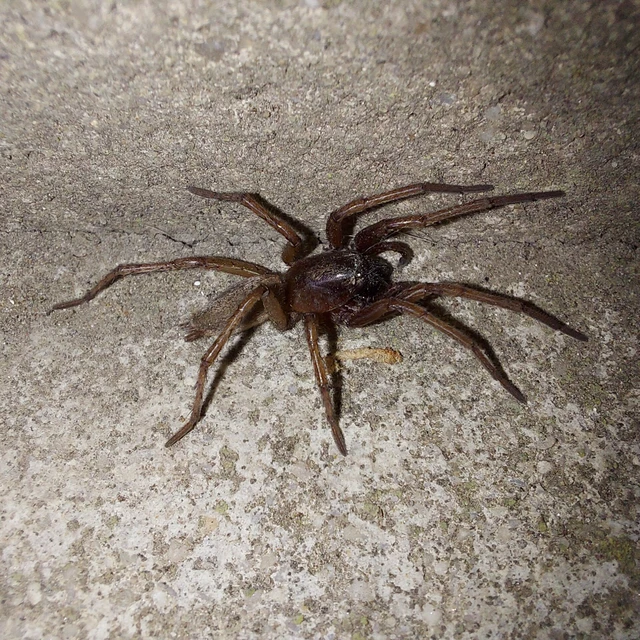 Drassodes/Drassodex