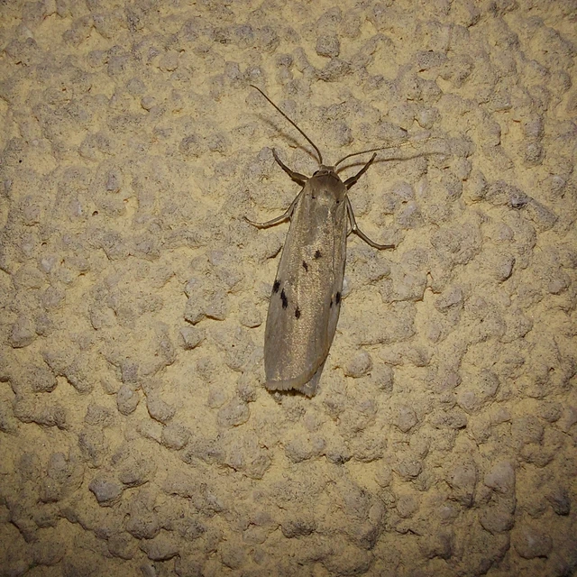 Pelosia muscerda - hamvas zuzmószövő
