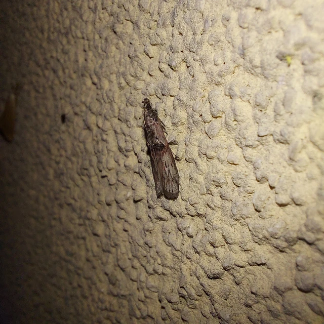 Nephopterix angustella - kecskerágó-karcsúmoly