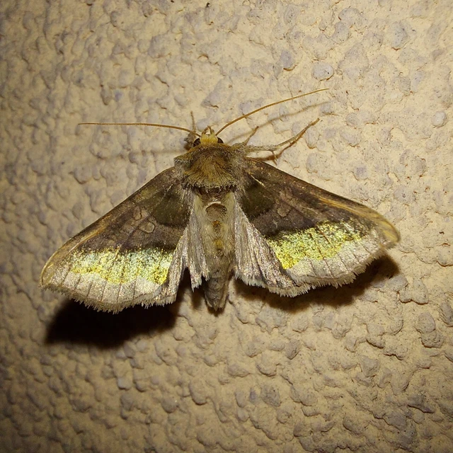 Diachrysia chrysitis - aranybagoly Diachrysia chrysitis - aranybagoly