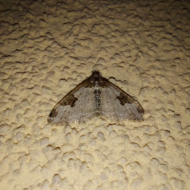 Xanthorhoe fluctuata - közönséges tarkaaraszoló