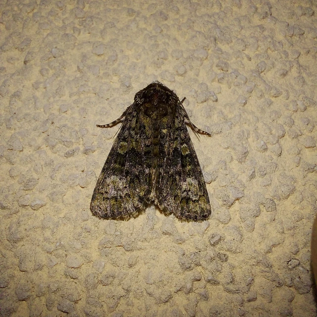 Craniophora ligustri - fagyalbagoly
