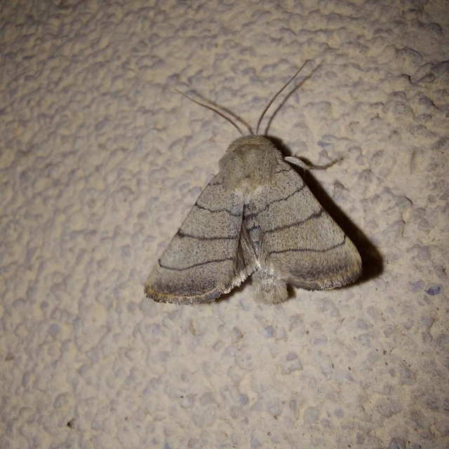 Charanyca trigrammica - háromsávos lombbagoly