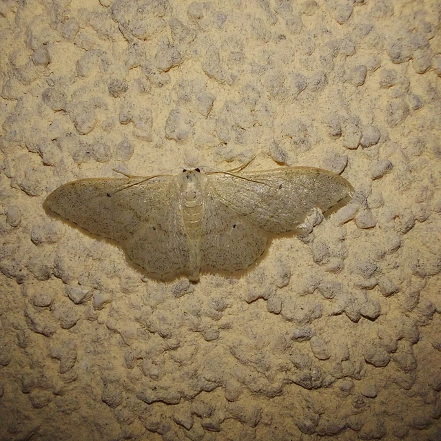 Idaea straminata - szalmasárga sávosaraszoló