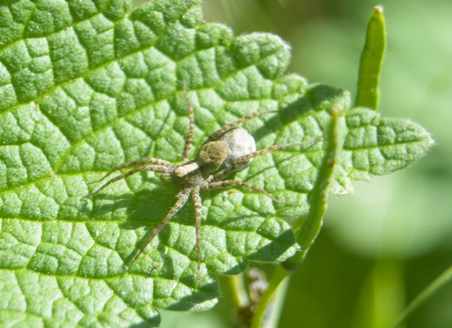 Pardosa