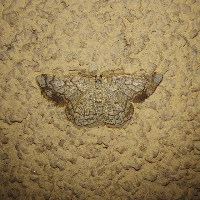 Stegania dilectaria - fehérnyár-araszoló